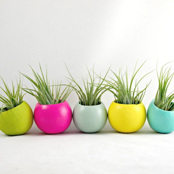 Mini Air Plant Pod with Air Plant