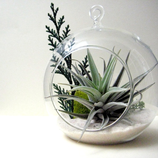 Cedar Sprig Air Plant Terrarium