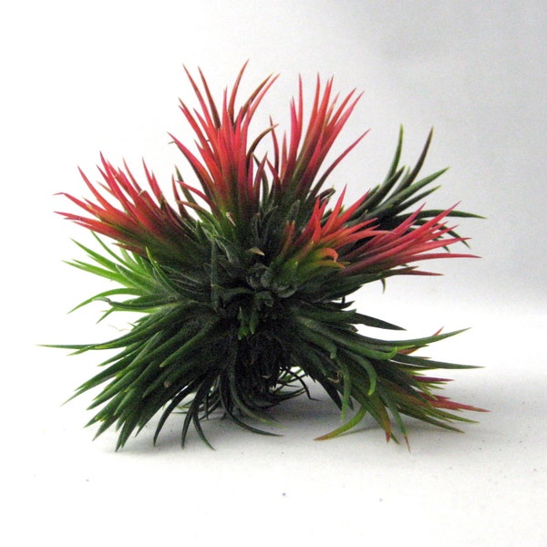 Air Plant - Tillandsia Ionantha Peanut Cluster (Blushing)