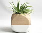 Mini Geometric Air Plant Planter // White + Wood (with air plant)