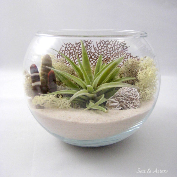 Sea Side Air Plant Terrarium // Desktop Terrarium Kit