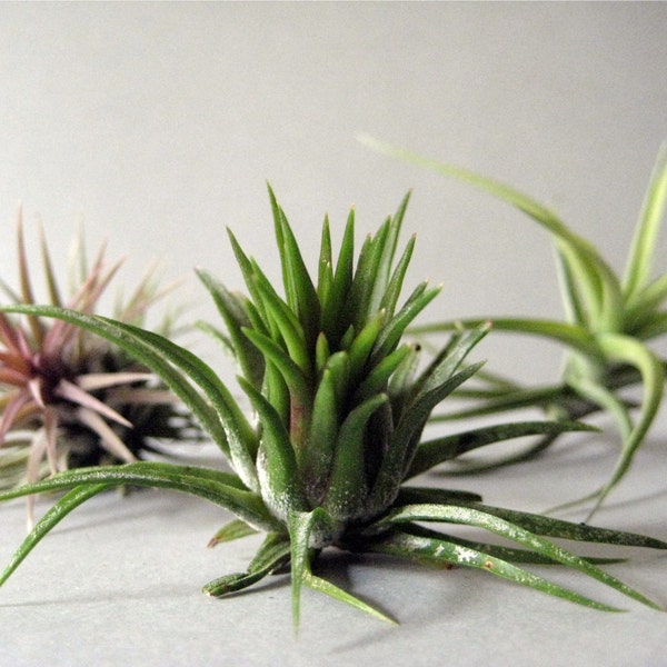 Mixed Air Plant Assortment - Your Choice - THREE // Terrarium Supplies // Home and Garden