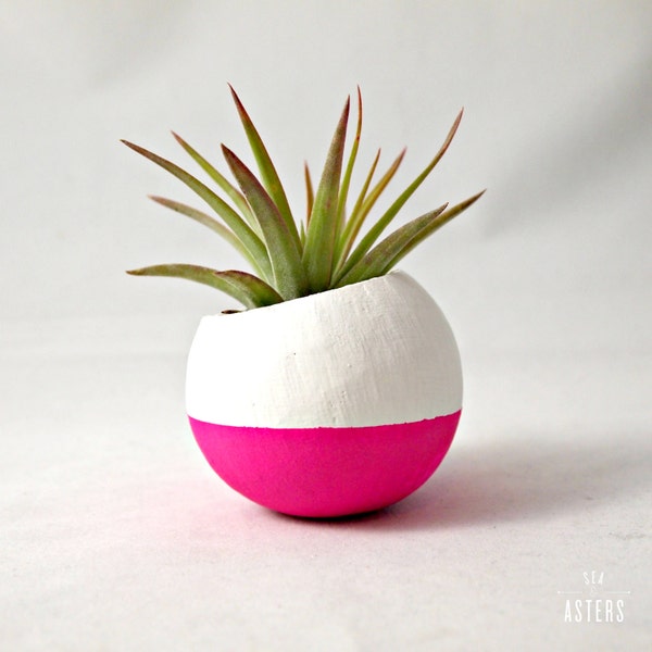 Mini Air Plant Pod // Neon Pink + White Colorblock (with Air Plant)