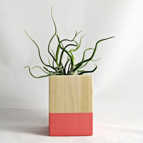 Coral // Wood Air Plant Planter - with Tillandsia Bulbosa