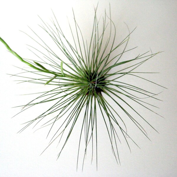Tillandsia filifolia // Air Plant