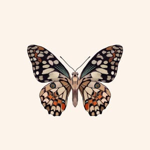 May include: A detailed illustration of a butterfly with open wings. The butterfly features a symmetrical pattern of black, white, orange, and tan markings. The background is a solid, light beige color, highlighting the butterfly's intricate design.