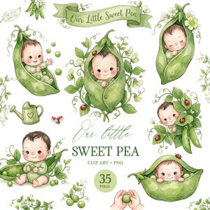 May include: A watercolour clip art set showing babies in green pea pods, with leaves, ladybirds, and floral details. The text "Our Little Sweet Pea" and "Sweet Pea" are in elegant script. Includes 35 PNGs.