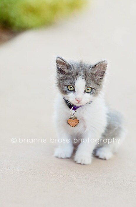 Small pet ID tag- personalized metal tag with heart for dogs and cats…