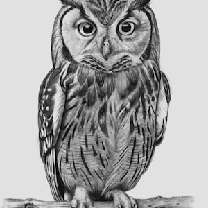 Owl Pencil Drawing Print, Realistic Animal Drawing, Black and White Wildlife Art, Animal Sketch, Home Wall Art Decor
