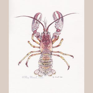 Lobster watercolour print