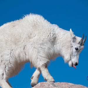 Wildlife Calendar