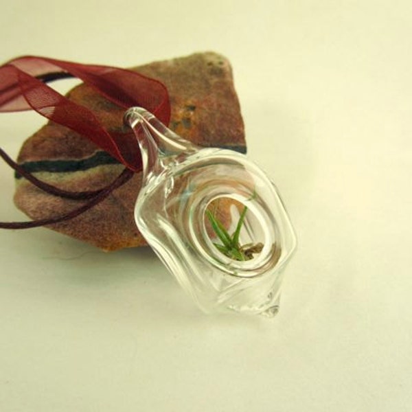 Cube Pendant Terrarium With Live Air Plant