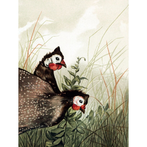Guinea Fowl Card - Guineas Catch Bugs in Meadow - Poultry Notecard