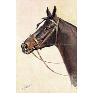 Horse Greeting Card - English Hunter Under Saddle D Ring Bit - Rivst Image