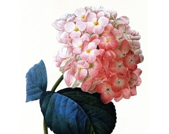 Hydrangea Flower Card - Repro Pierre Redoute - Floral Notecard