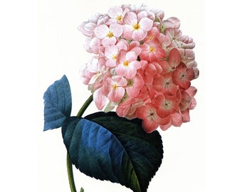 Hydrangea Flower Print - Pierre Redoute Artwork - Flowers Wall Art Floral Home Decor