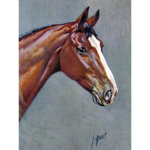 Horse Print - Warmblood Thoroughbred Equestrian - Equine Wall Decor