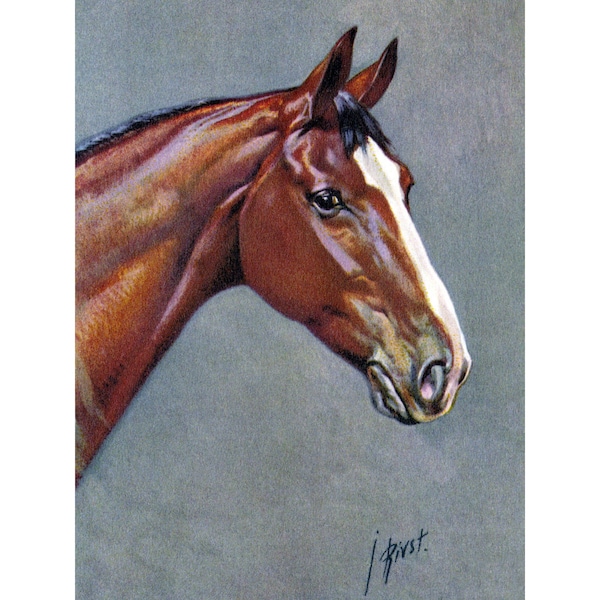 Horse Card - Warmblood Thoroughbred Equestrian - Repro Rivst Image - Equine Notecard