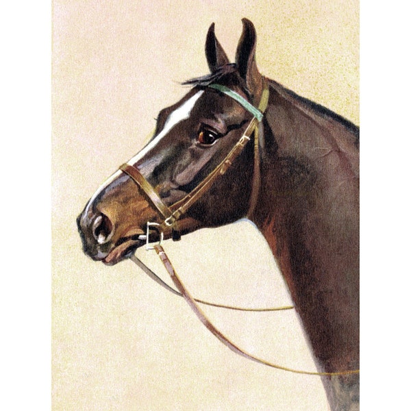 Horse Print - English Hunter Under Saddle D Ring Bit Artwork - Rivst Image