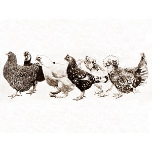 Bantam Chickens Card - Mini Chicken Group Struts In A Row