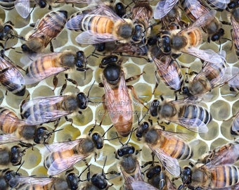 Queen Bee Print -  Honey Bee Queen Surrounded by Workers - Photographic Prints