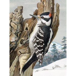 Bird Card - Hairy Woodpecker Notecard - Gift for Birder