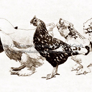 Bantam Chickens Card - Mini Chicken Group Struts In A Row