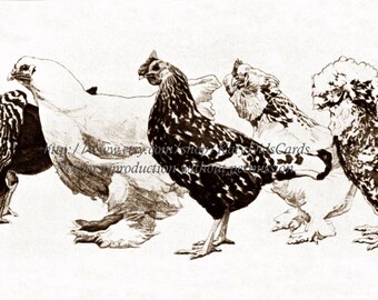 Bantam Chickens Card - Mini Chicken Group Struts In A Row