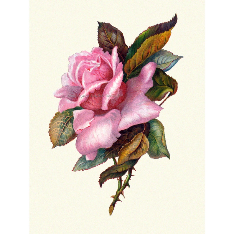Rose Greeting Card Vintage Victorian Style Pink Roses Artwork image 1