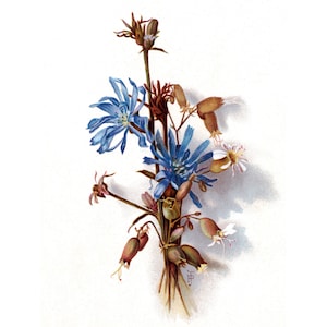 Flowers Card - Bouquet of White and Blue Chickory Flowers - Floral Wall Decor