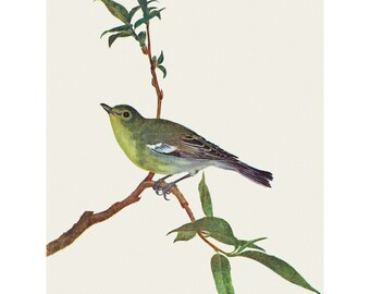 Yellow-throated Vireo Notecard - Bird Repro Greeting Card Prang 1889