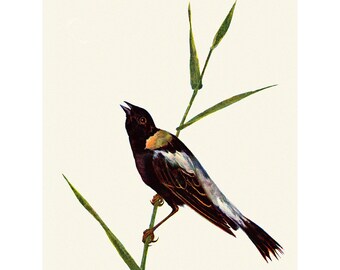 Bobolink Notecard - Bird Repro Greeting Card Prang 1889