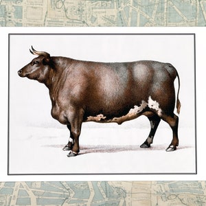 Cow Card Charolais Bull Notecard Oxen at Contest in 1863 image 2