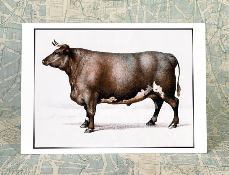 Cow Card Charolais Bull Notecard Oxen at Contest in 1863 image 2