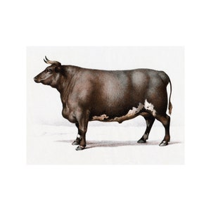 Cow Card Charolais Bull Notecard Oxen at Contest in 1863 image 1