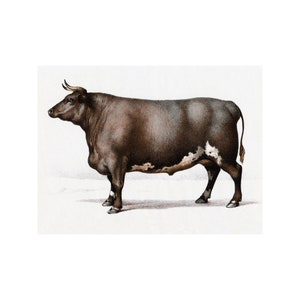 Cow Card - Charolais Bull Notecard - Farm Life Decor