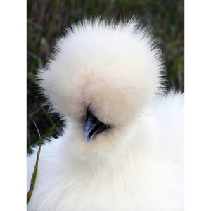 Silkie Chicken Card Hen Photo Greeting Card image 1