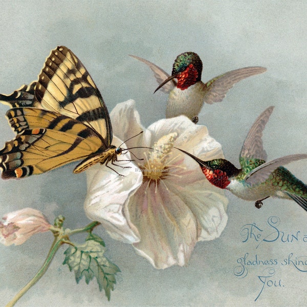 Hummingbirds Butterfly Card - Hibiscus Flower - Bird Greeting Card