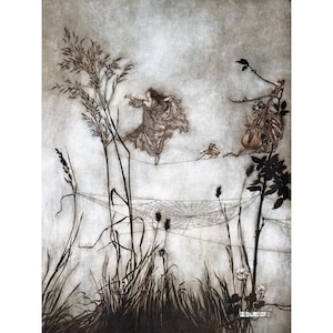 Fairy Print - Fae Dances on a Cobweb - Insects Play Instruments Cello Flute Pipe - Arthur Rackham