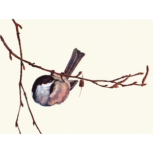 Bird Card - Black Capped Chickadee - Gift for Birder