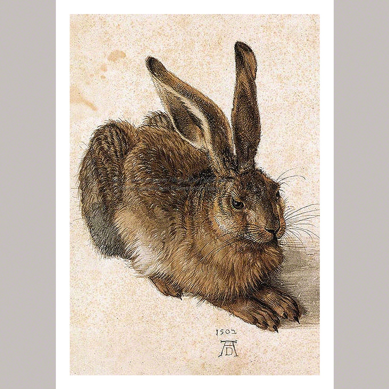 Bunny Rabbit 5 X 7 Print Albrecht Durer Hare Repro Print - Etsy