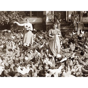 Chicken Greeting Card - Hens and Roosters Fill Yard in NJ - Women Surrounded by Chickens