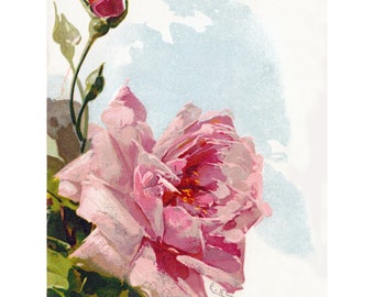 Pink Rose Card No. 3 - Repro Greeting Card - Catherine Klein
