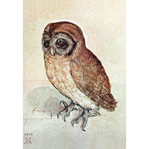 Owl Print - 5 x 7&quot; Albrecht Durer Owl Repro Print - Wall Decor