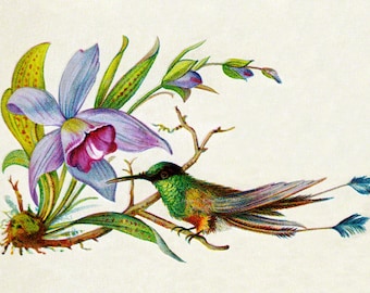 Birthday Card - Hummingbird and Flowers Notecard