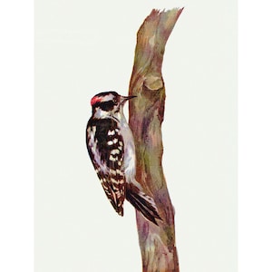 Bird Card - Downy Woodpecker Notecard - Gift for Birder
