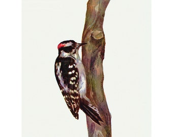 Downy Woodpecker Notecard - Bird Repro Greeting Card Prang 1889