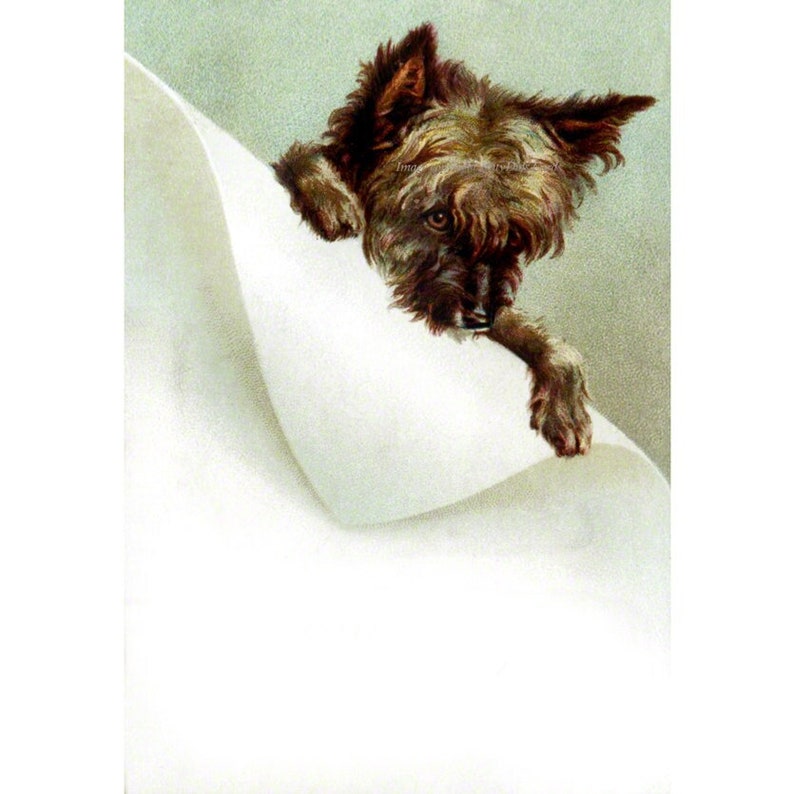 Cairn Terrier Card Toto Dog Greeting Card Vintage Dogs Artwork image 1
