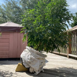 Pot Block Plant Slanter Outil de culture de marijuana à haut rendement