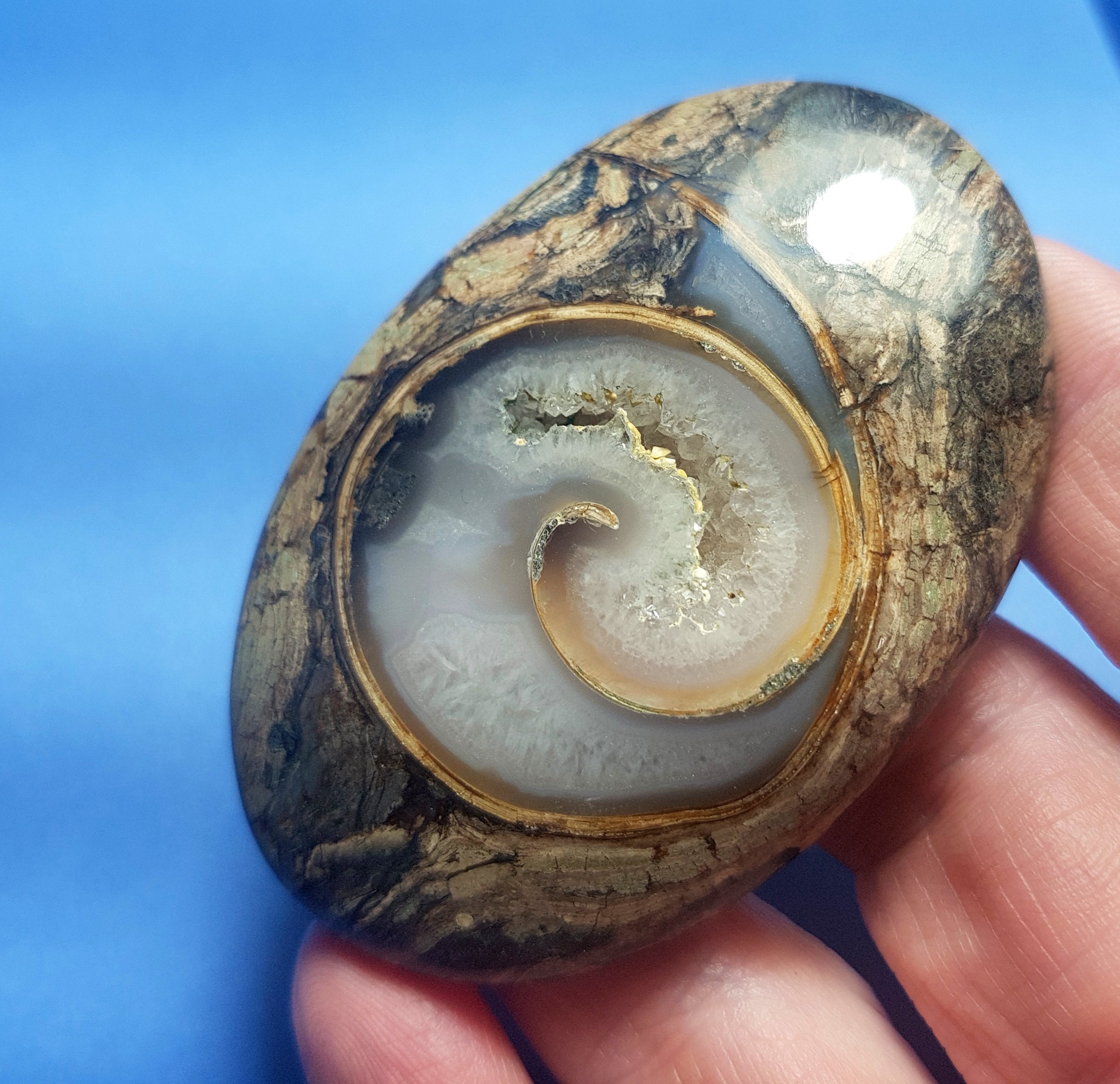 64mm Colus Fossil Agate Cabochon AAA Museum Grade 187ct 64 by Etsy